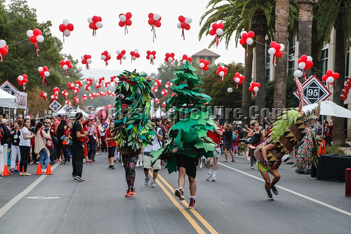 2015StanWash-005.JPG - Oct 24, 2015; Stanford, CA, USA; Stanford band mascots The Tree lead the march during homecoming week prior to game against the Washington Huskies at Stanford Stadium. 